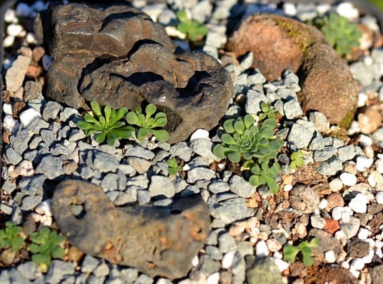 sedum-valens